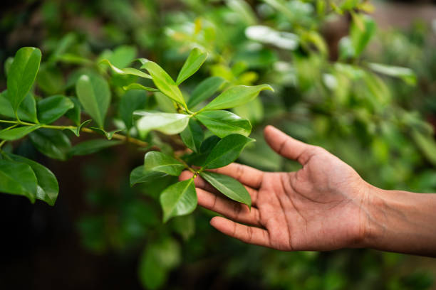 How Our Tree Care Process Works  in  Jacksonwald, PA